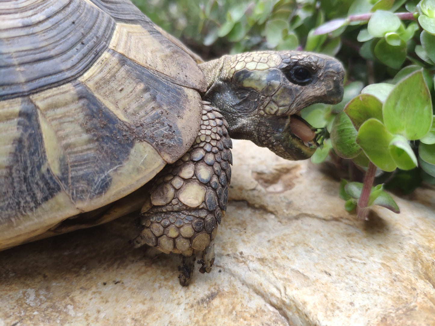 Golliwoog mit Schildkröte