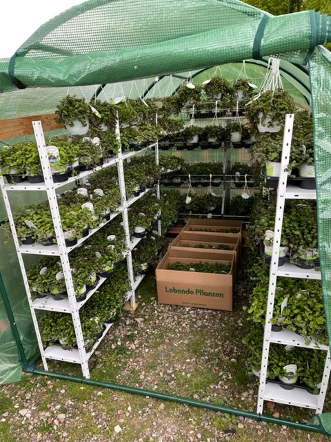 Golliwoog und Golliwoog-Ampeln