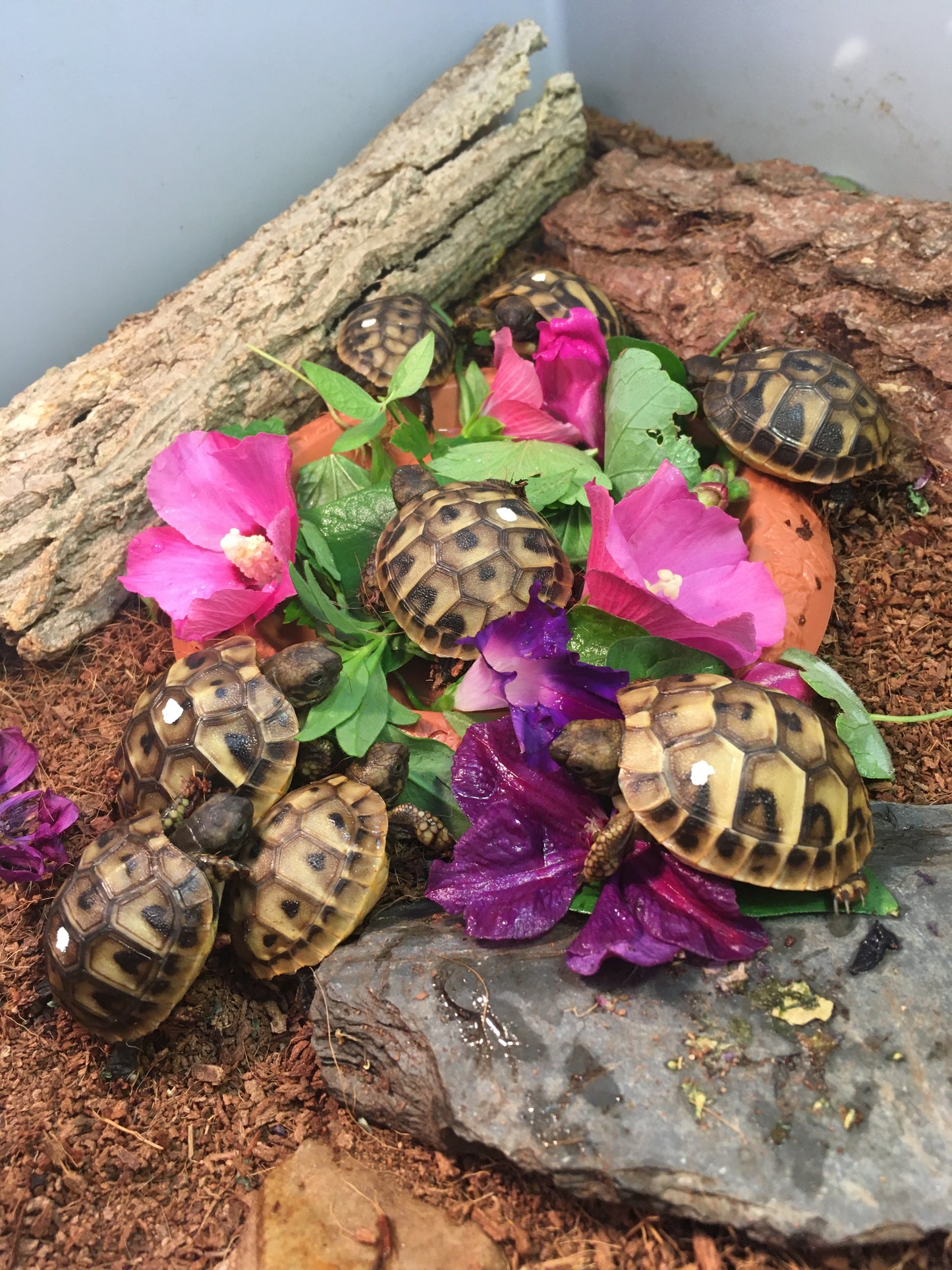 Greichische Landschildkröten fressen Hibiskus