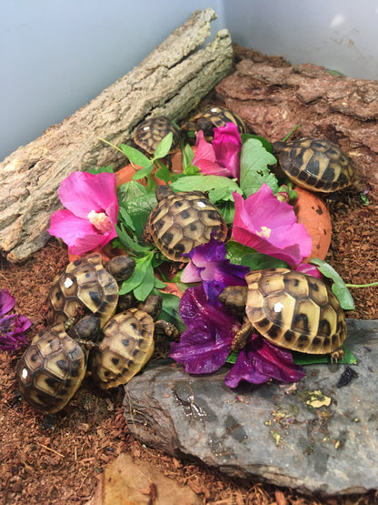 Greichische Landschildkröten fressen Hibiskus