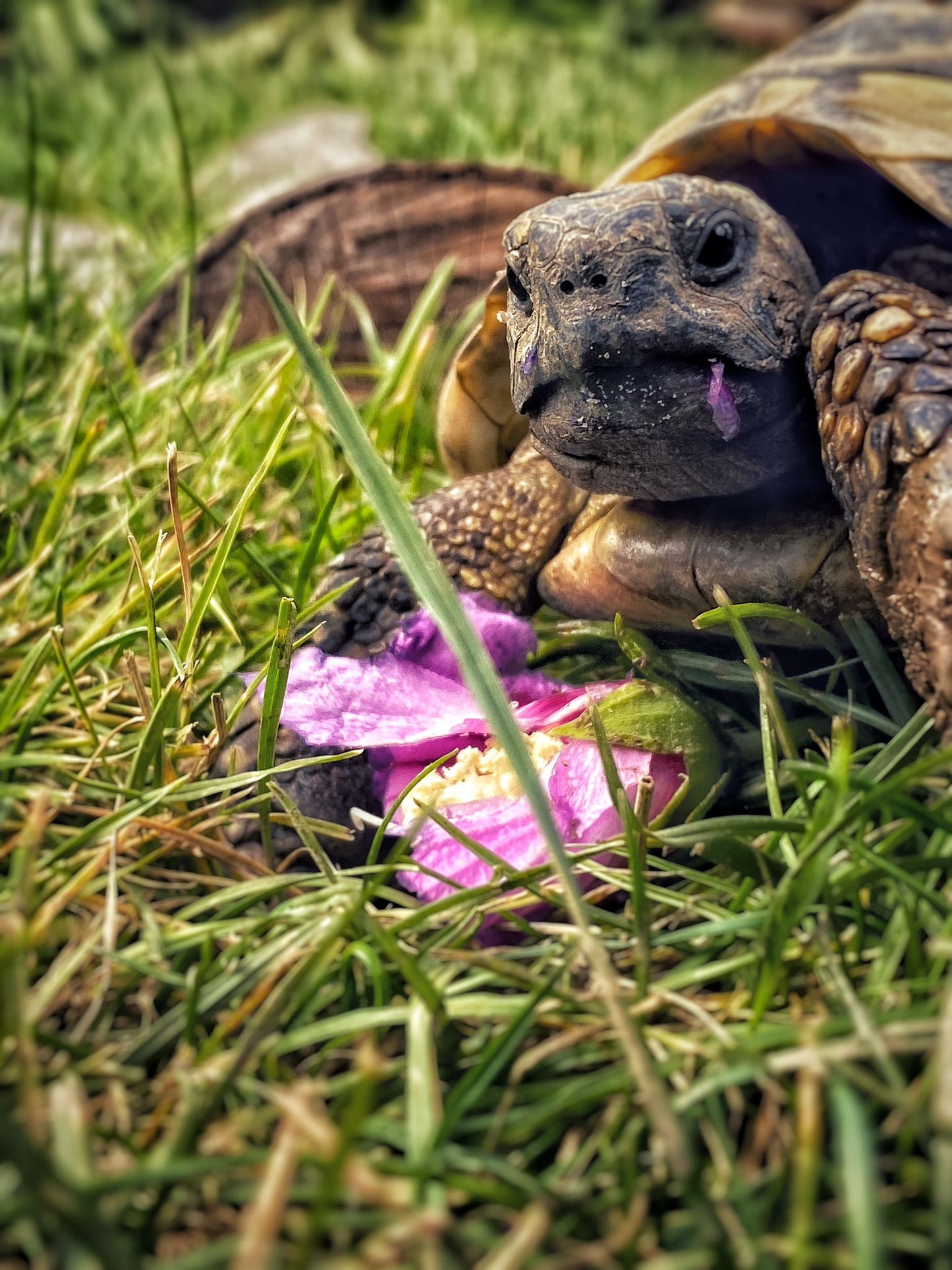 Griechische Landschildkröte frisst Hibiskus