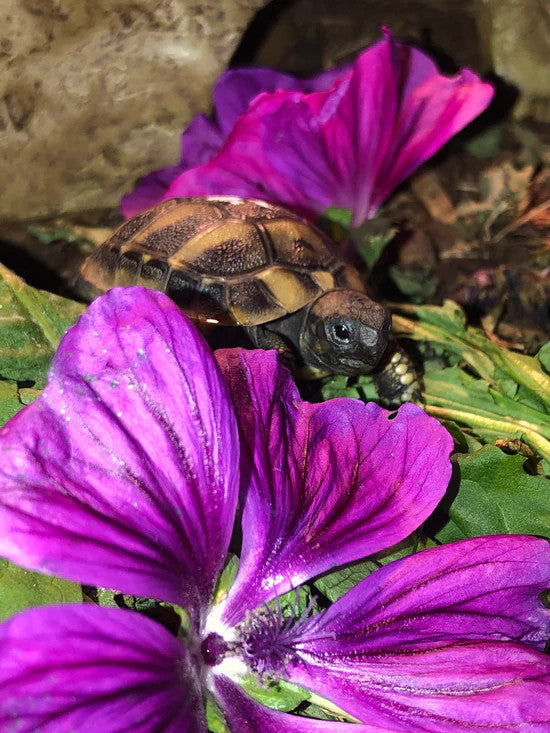 Griechische Landschildkröte mit Malvenblüten