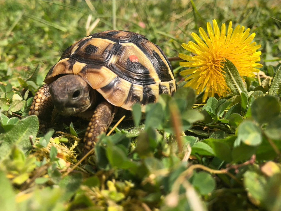 Griechische Landschildkröte neben Löwenzahnblüte