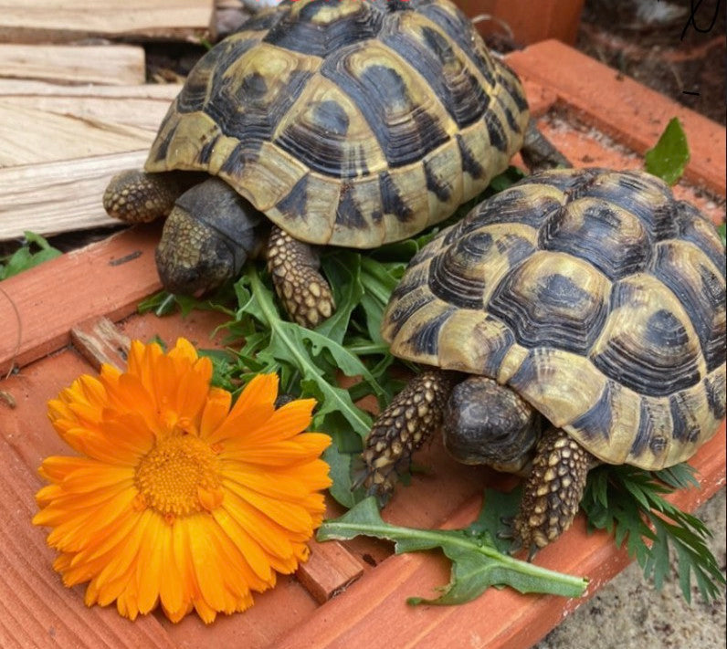 Griechische Landschildkröten fressen Ringelblume