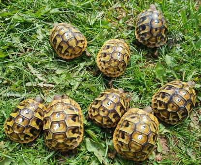 Griechische Landschildkröten mit weißen Zahlen auf dem Panzer durch Markierstift