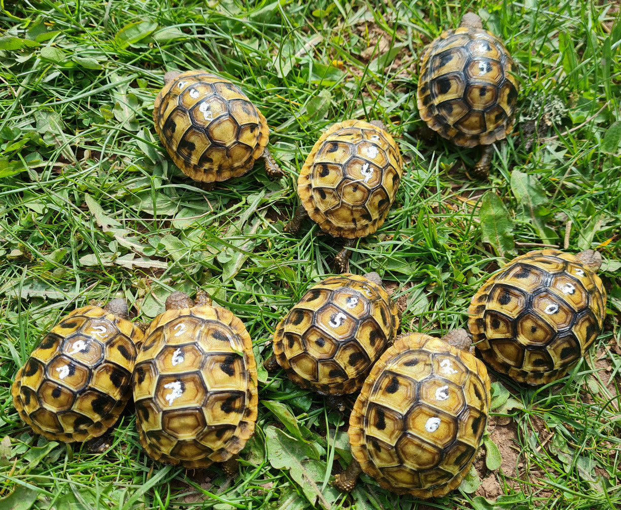 Griechische Landschildkröten mit weißen Zahlen auf dem Panzer durch Markierstift