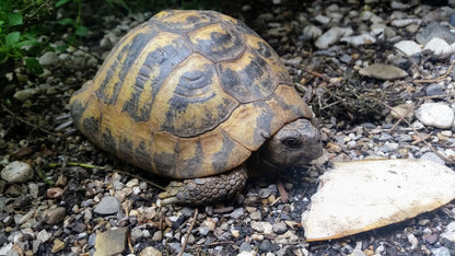 Griechische Landschildkröte frisst Sepaischale
