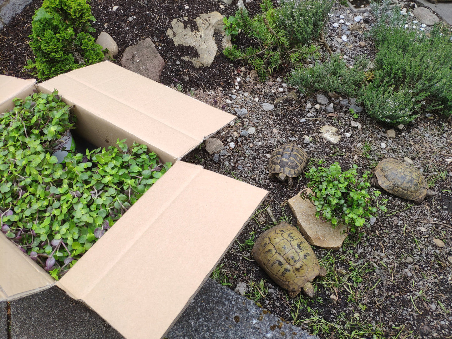 Gruppe Landschildkröten mit Golliwoog-Futterpflanze