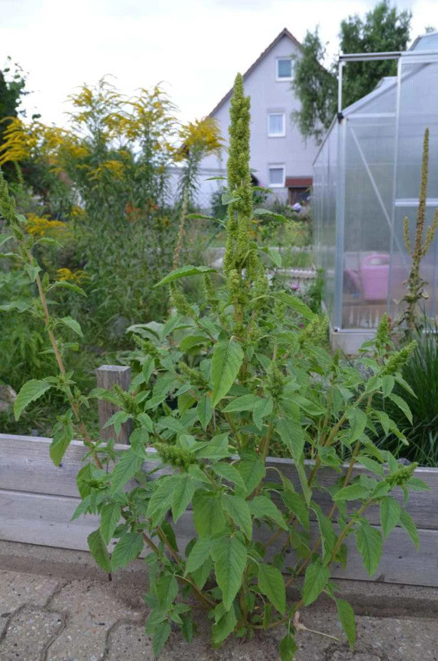 Guter Heinrich - Chenopodium bonus-henricus