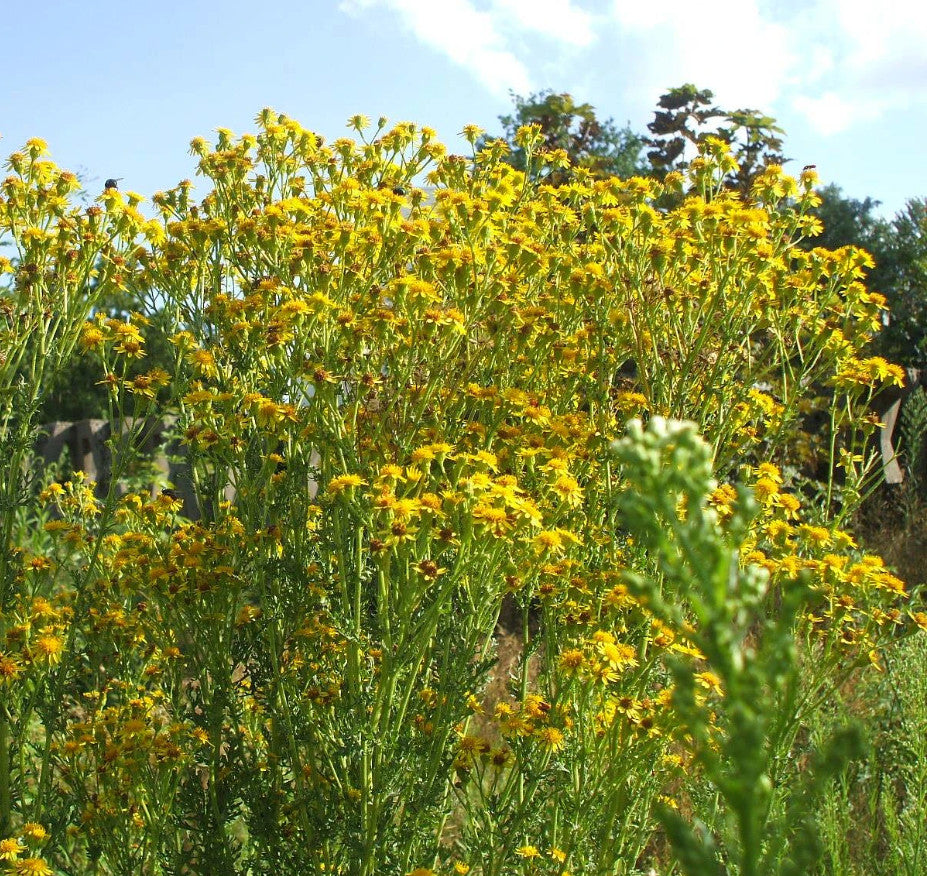 Hieracium umbellatum
