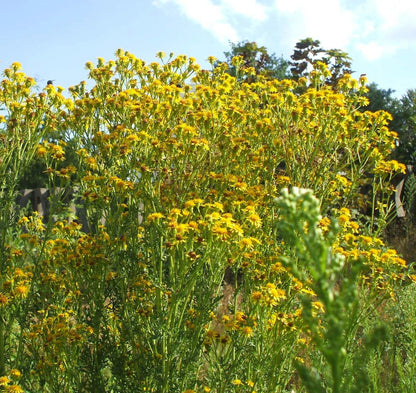 Hieracium umbellatum