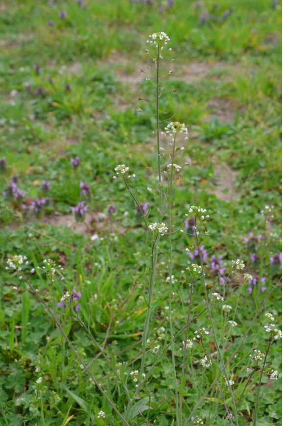 Hirtentäschel