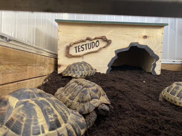 Schildkröten Holzhaus Testudo