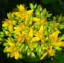 Hypericum perforatum