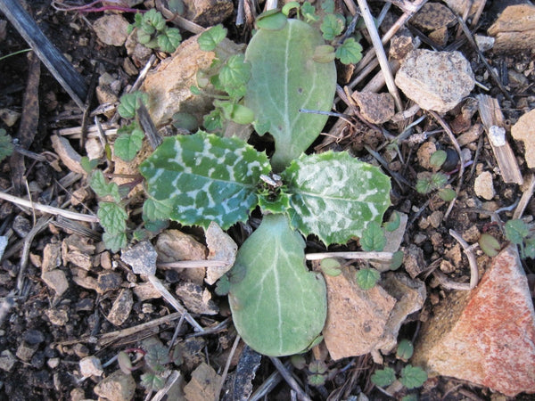 Junge Pflanze der Mariendistel - Silybum marianum