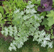 Jungpflanze der Mariendistel