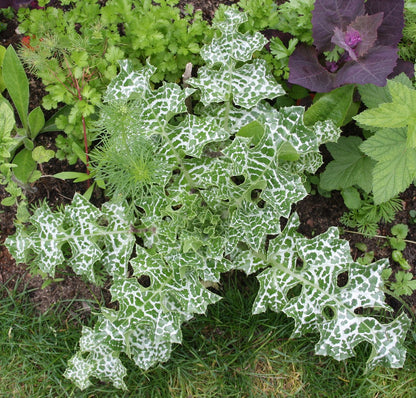 Jungpflanze der Mariendistel