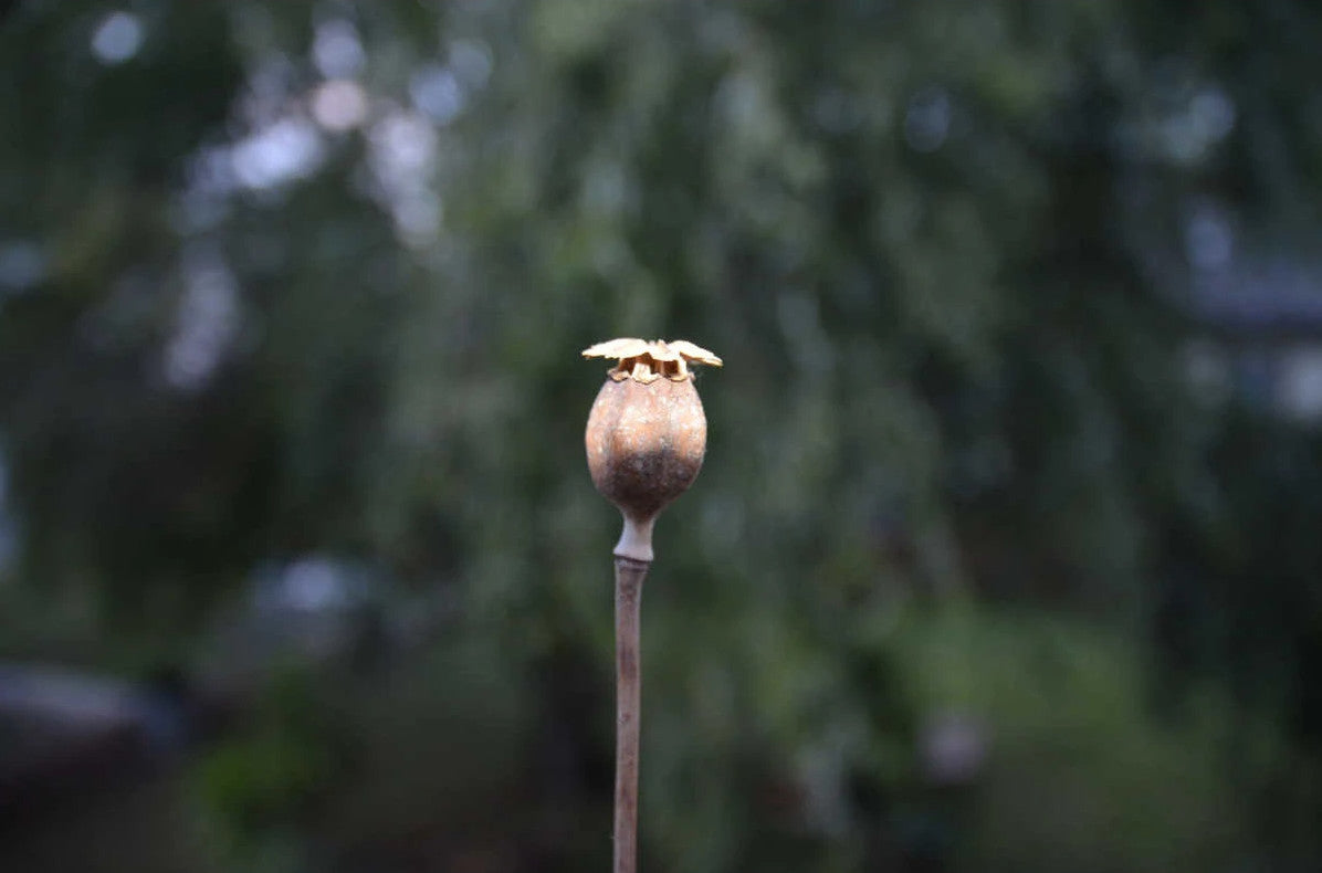 Klatschmohn - Samen