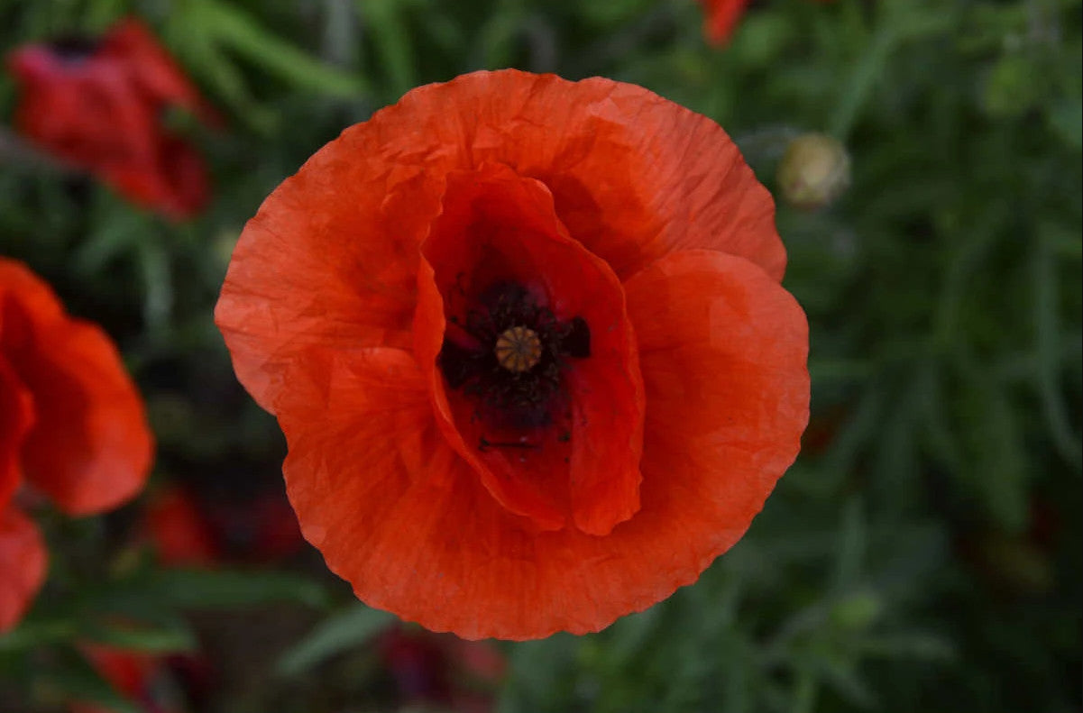 Klatschmohn