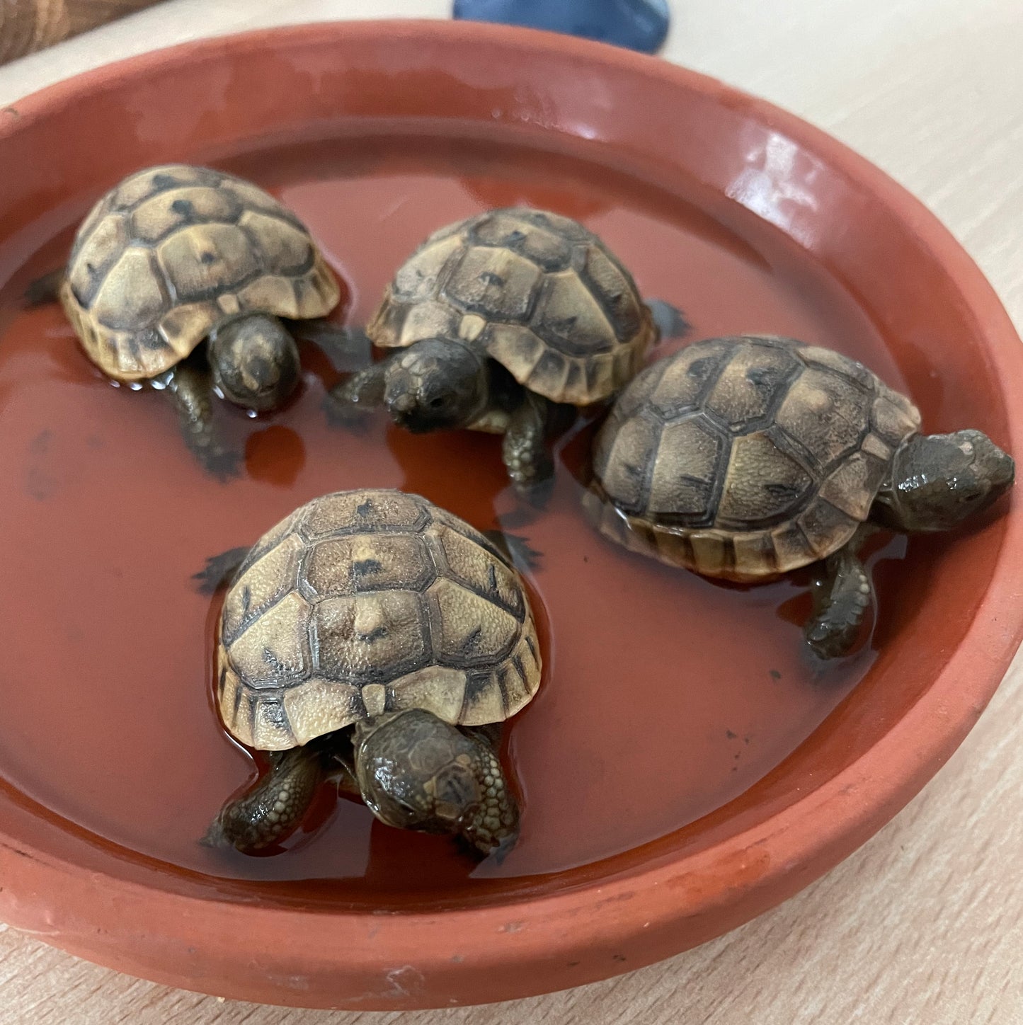 Kleine Landschildkröten in einer Wasserschale