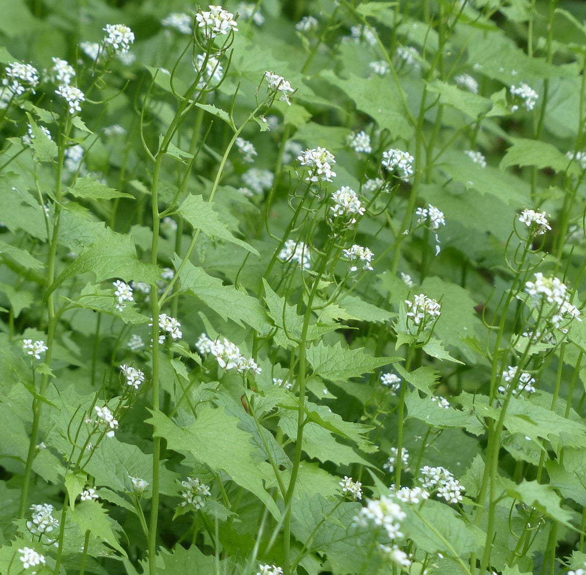 Knoblauchsrauke für Schildkröten