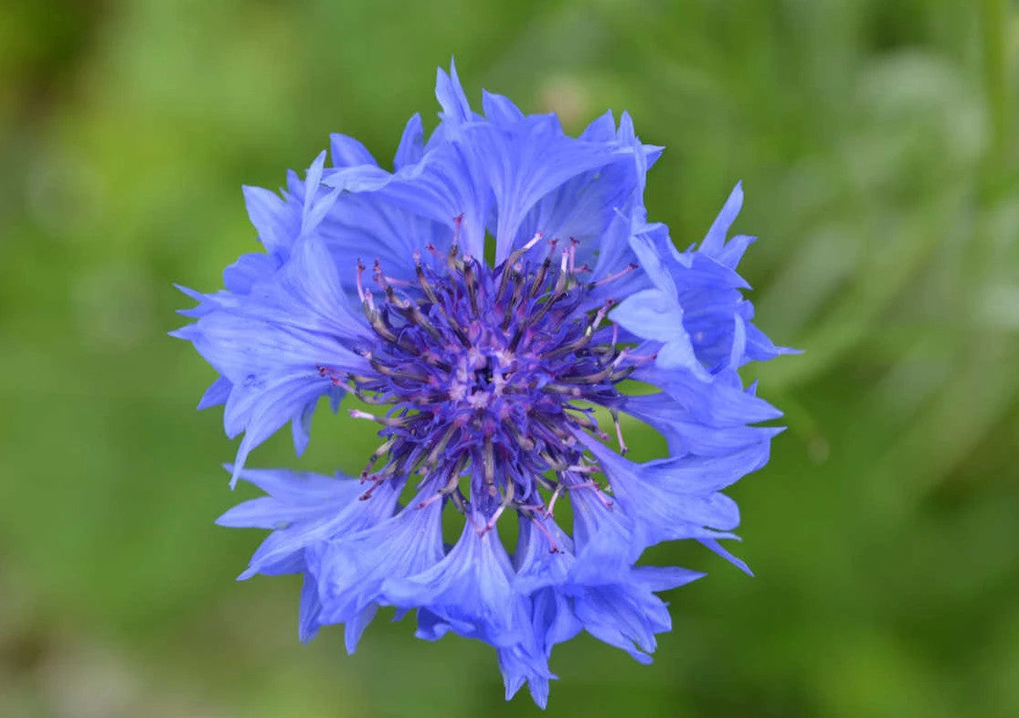 Kornblume blau