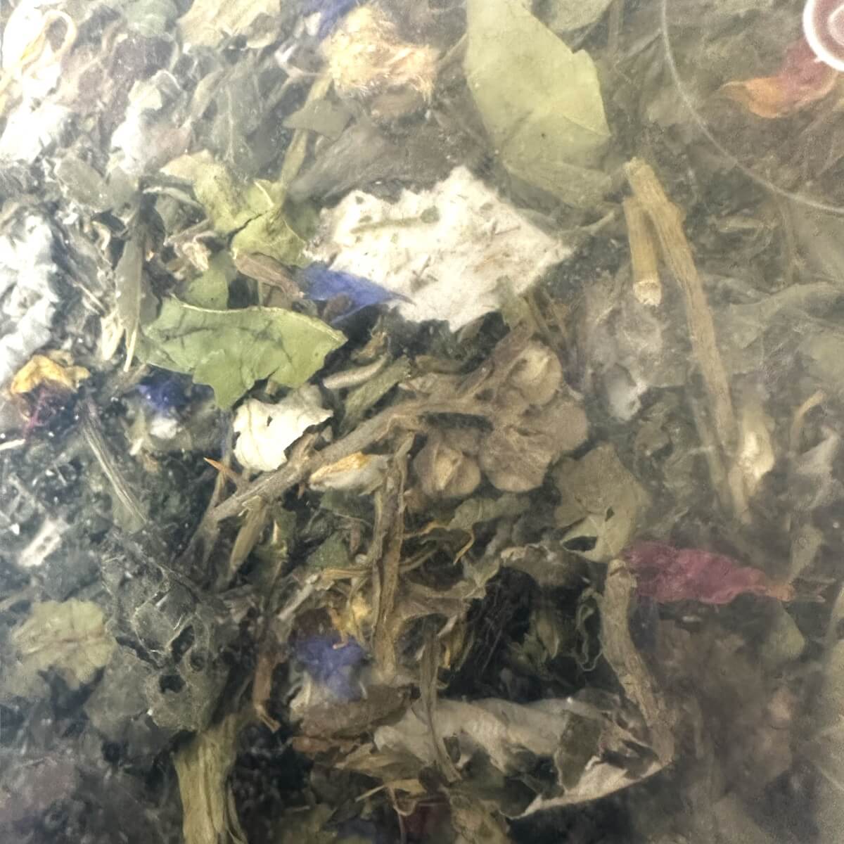 Kräuterwiese - 100 Prozent natürliches Schildkrötenfutter