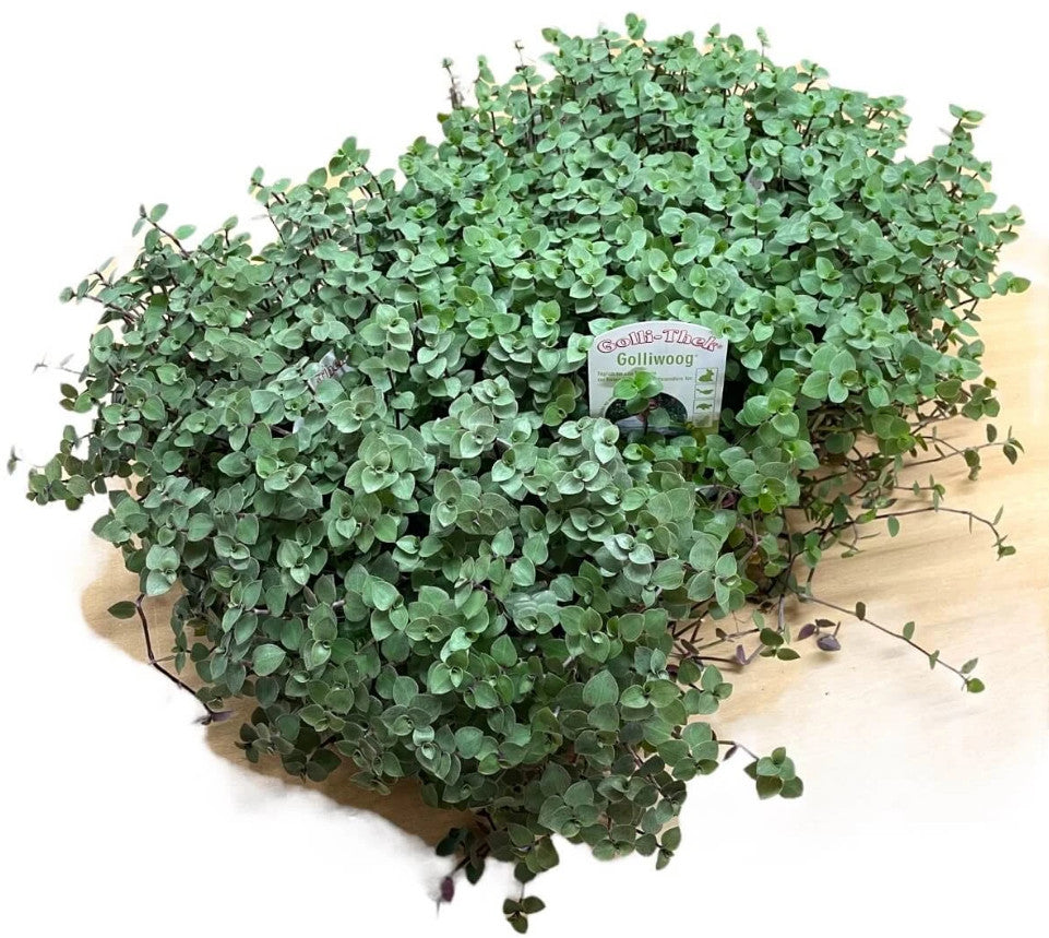 Golliwoog® (Callisia repens) - DIE Futterpflanze für Schildkröten –  Schildkröten.de
