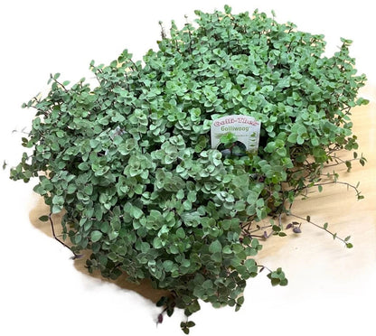 Kriechendes Schönpolster