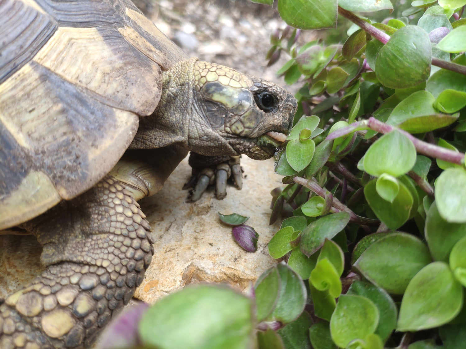 Landschildkröte frisst Golliwoog