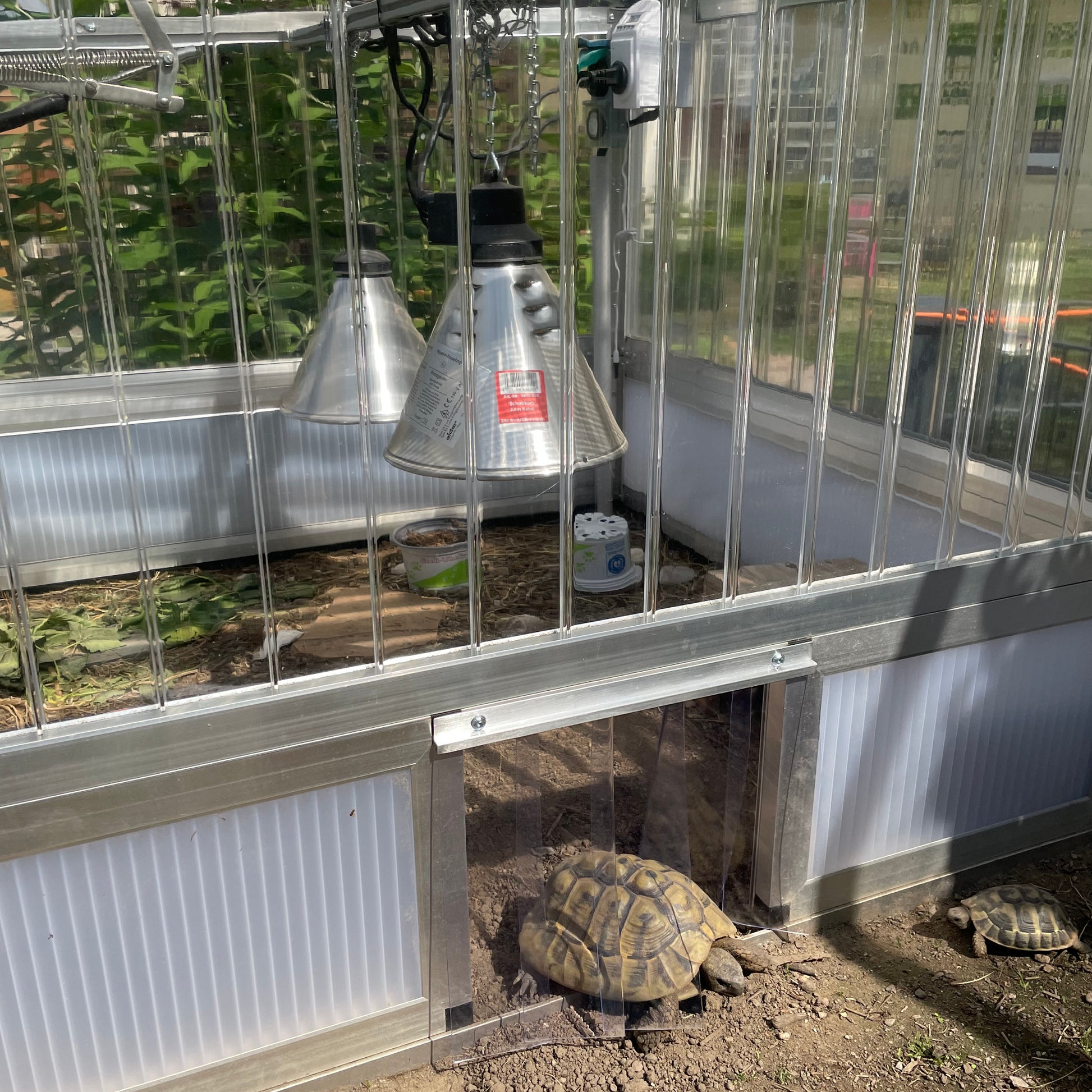 Landschildkröten mit Lamellenvorhang