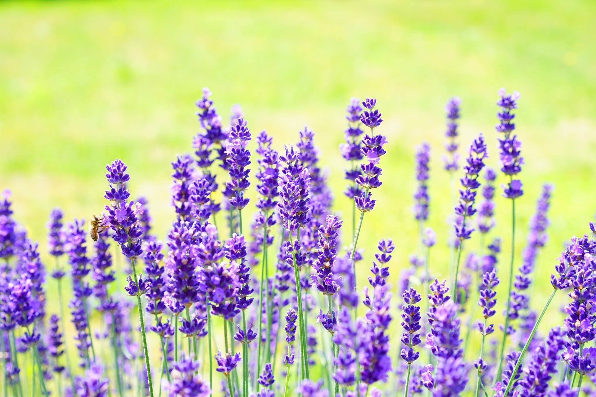 Lavendel
