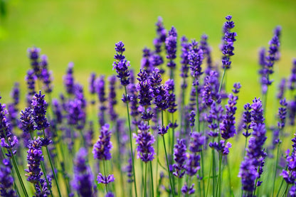 Lavendel im Schildkrötengehege