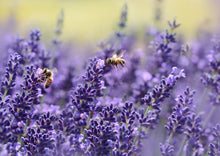 Lavendel mit Wildbienen