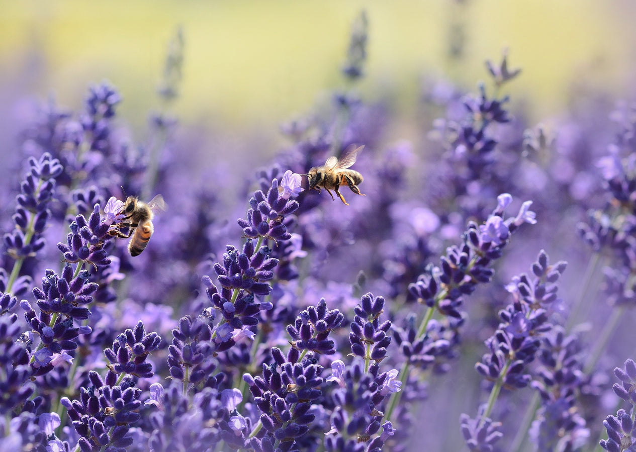 Lavendel mit Wildbienen
