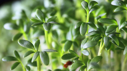 Lepidium sativum