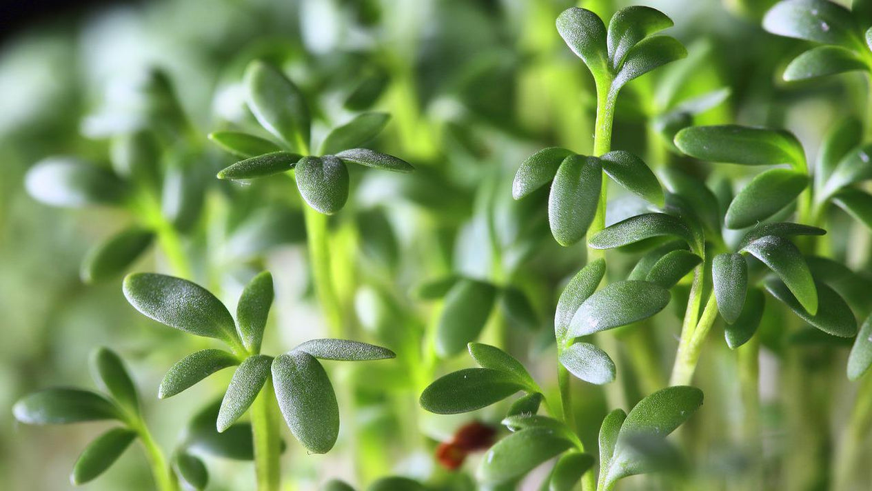 Lepidium sativum