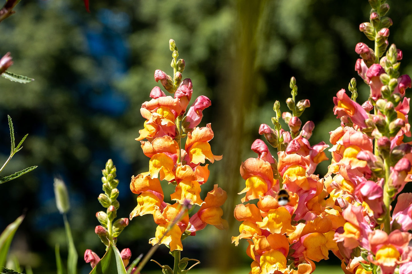Löwenmäulchen - Antirrhinum majus nanum
