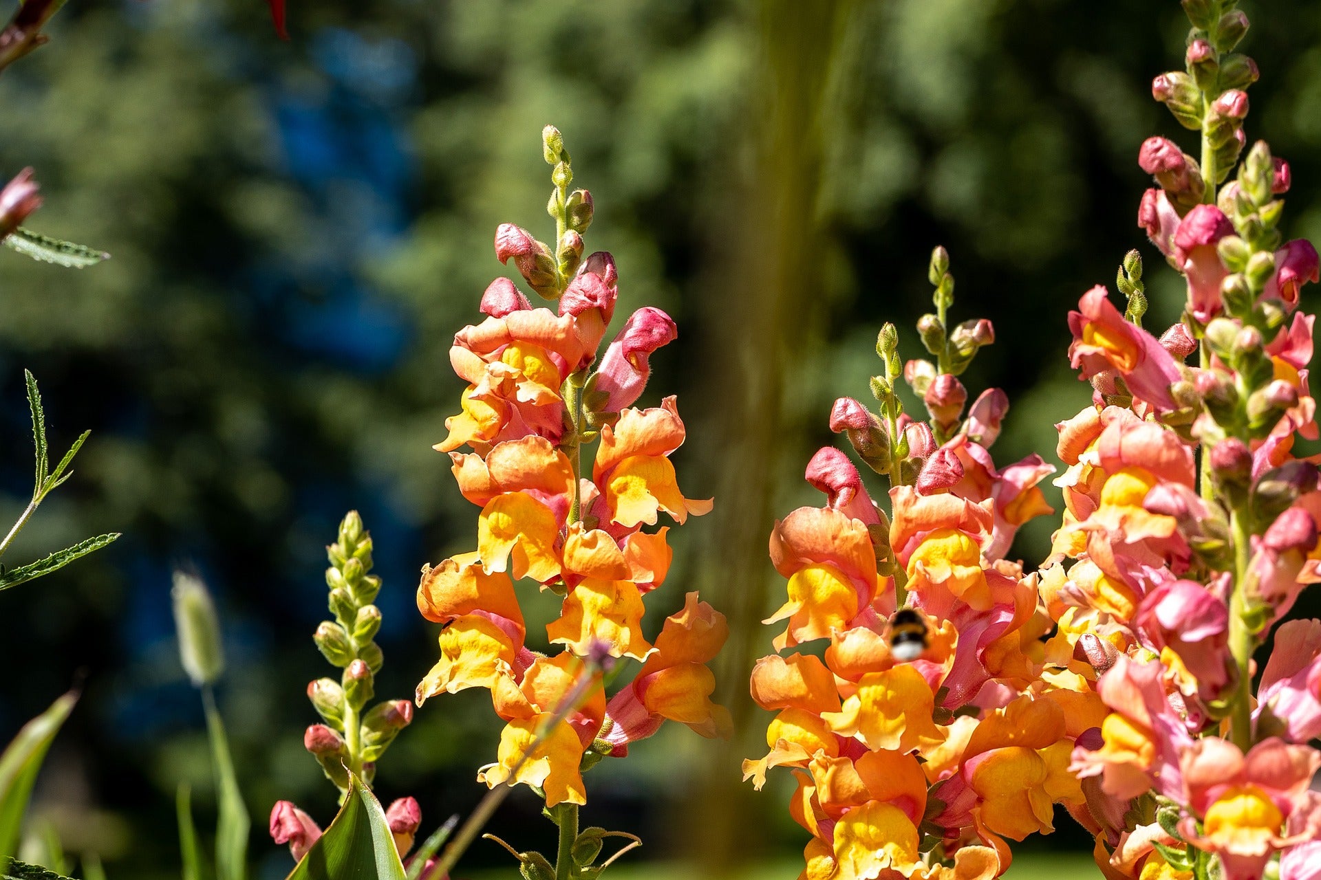 Löwenmäulchen - Antirrhinum majus nanum