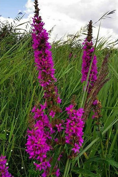 Lythrum salicaria