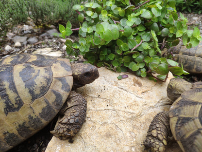 Männchen und Weibchen vor einem Topf Golliwoog
