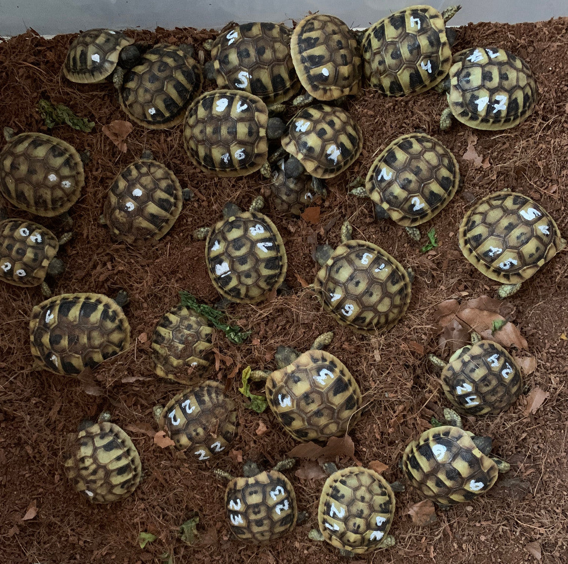 Markierte Nachzuchten - Griechische Landschildkröte