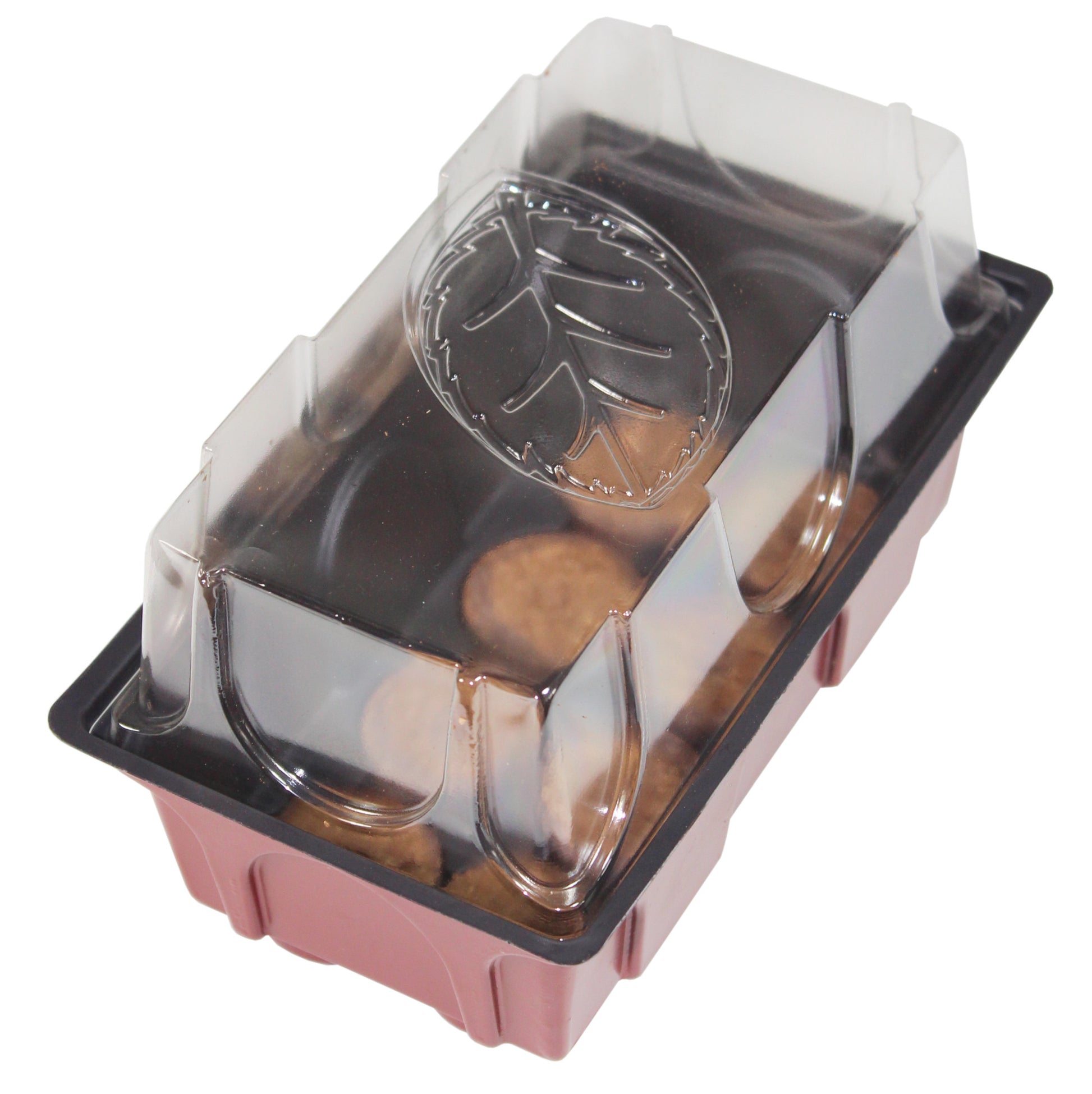 Mini-Zimmer-Treibhaus mit Quelltabs