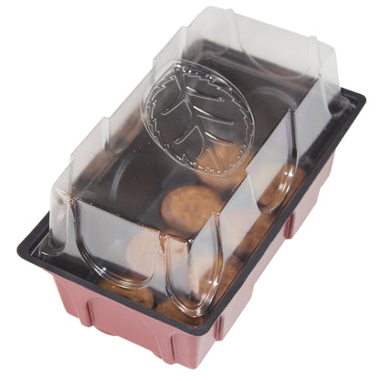 Mini-Zimmer-Treibhaus mit Quelltabs