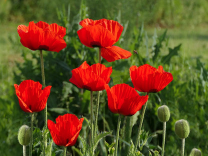 Mohn als Futter für Landschildkröten