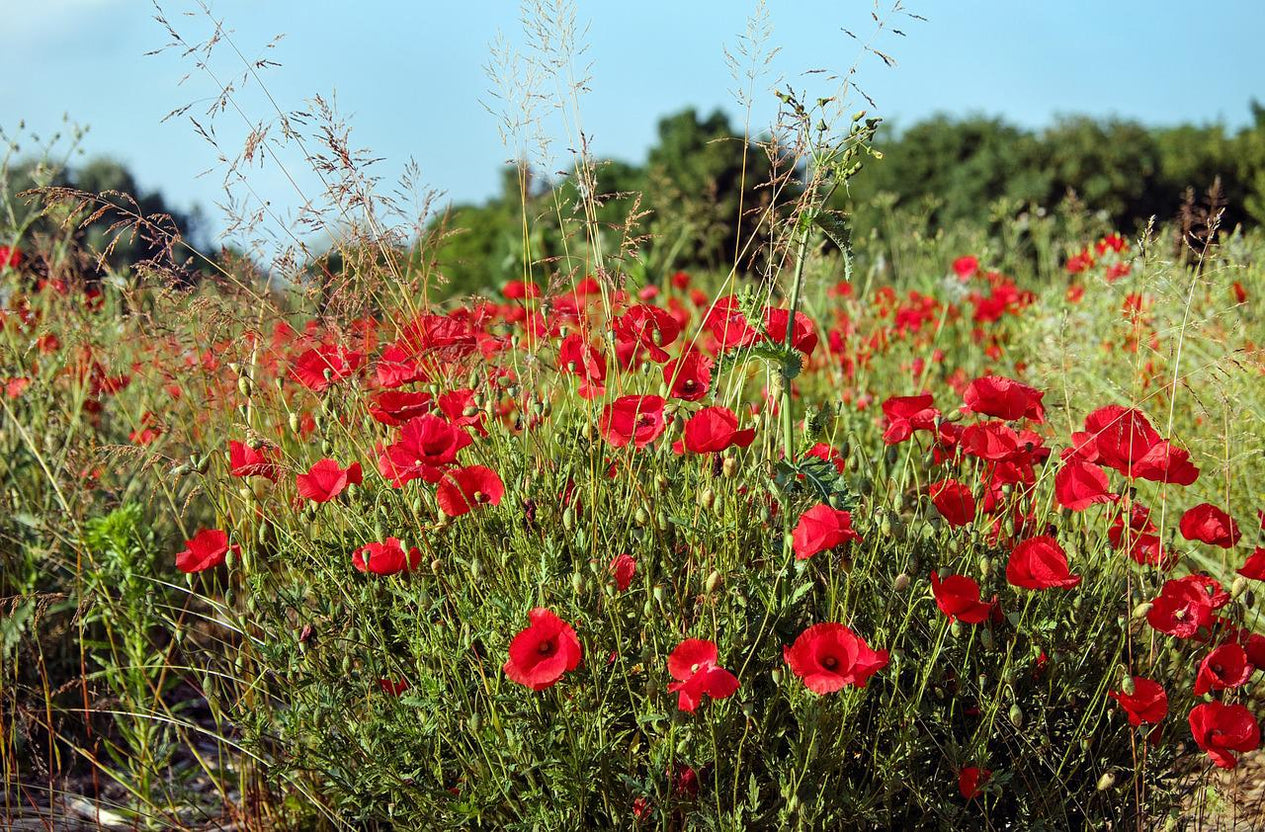Mohn als Futterpflanze