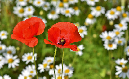 Mohn für Schildkröten