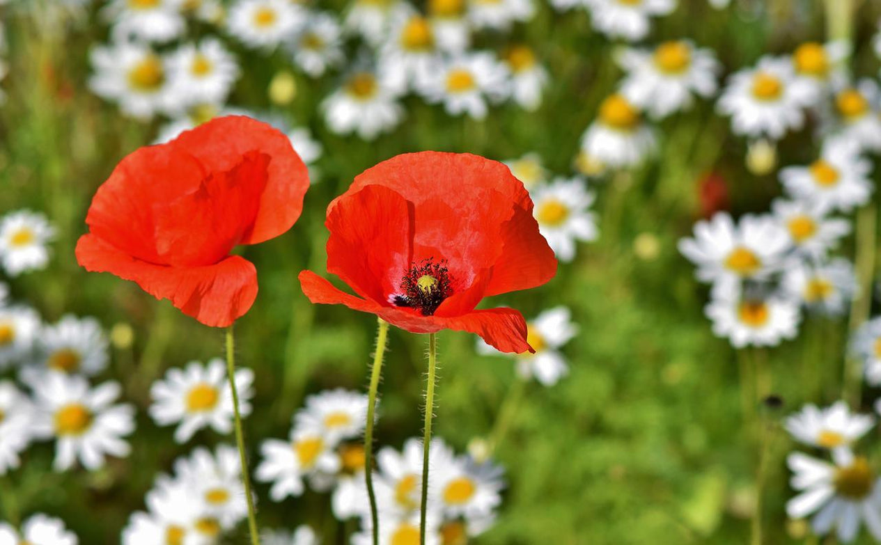 Mohn für Schildkröten