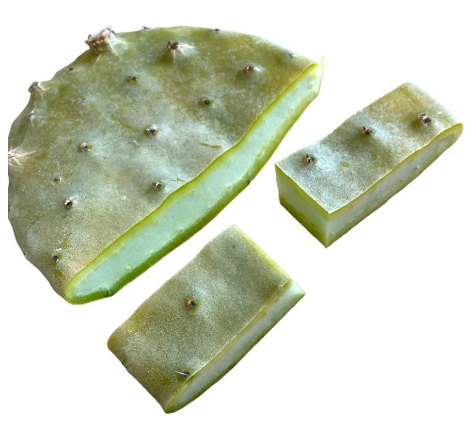 Opuntie für Schildkröten