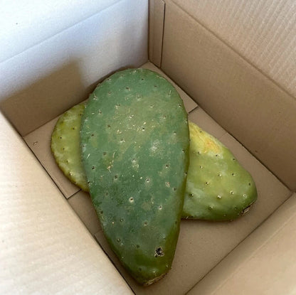 Kaktusfeige für Schildkröten